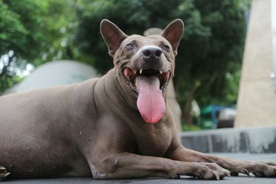 Close-up of dog yawning