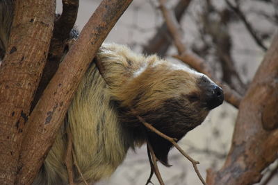 Close-up of a monkey on tree