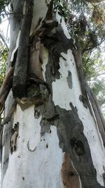 Low angle view of tree trunk