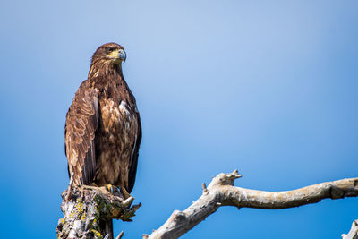 Low angle view of eagle perching on branch against sky