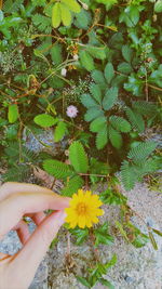 High angle view of hand holding flower