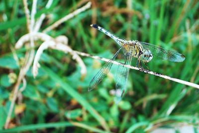 Close-up of dragonfly on leaf