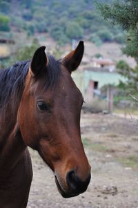 Close-up of horse in ranch