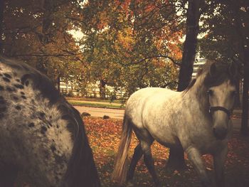 Trees in pasture