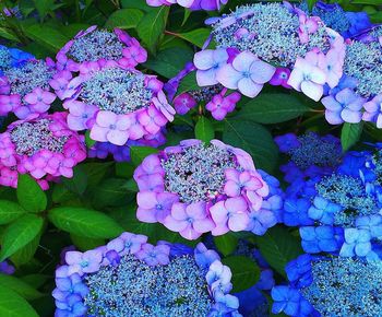 High angle view of purple hydrangea flowers