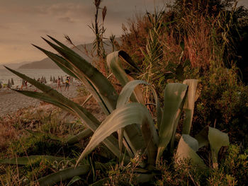 Succulent plant on beach during sunset