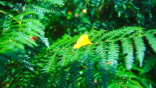 Close-up of green leaves