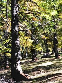 Trees in forest