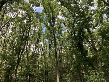 Low angle view of bamboo trees in forest