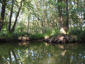 Reflection of trees in calm lake