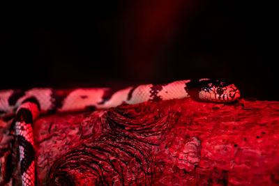 Close-up of animal representation against black background