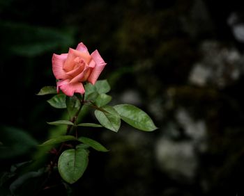 Close-up of pink rose