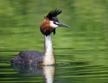 Close-up of bird on lake