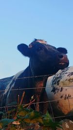 Low angle view of horse against clear blue sky