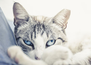 pet