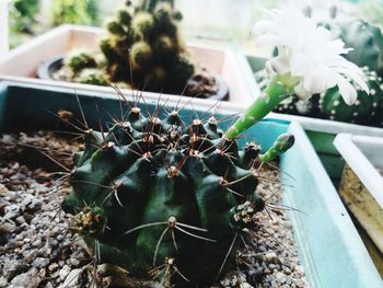Close-up of succulent plant