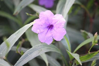 Close-up of purple flowers blooming