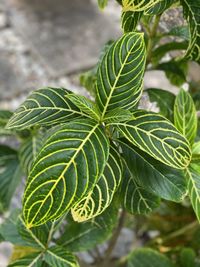 Close-up of green leaves