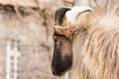 Close up portrait of a wild goat. head shot of a wild goat.