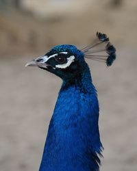 Close-up of a bird