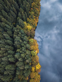 Aerial view of evergreen forest spruce trees and beech trees near the volcano lake. 