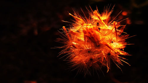 Low angle view of firework display at night