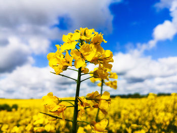 Yellow flowering plants on field against sky