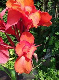 Close-up of red rose flower