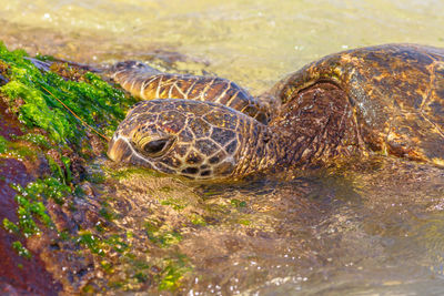 Close-up of tortoise in sea