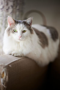 White cat sitting on armrest of a sofa