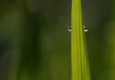 Close-up of wet grass