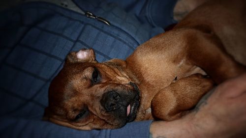 Close-up of dog sleeping