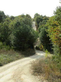 Empty road amidst trees against clear sky