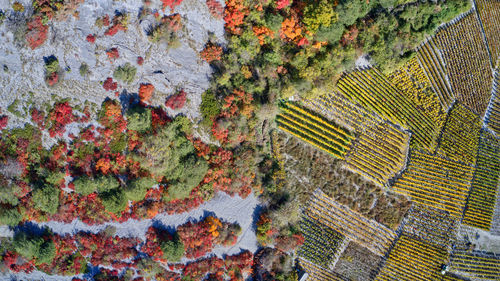 High angle view of plants during autumn
