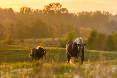 Horses in a field