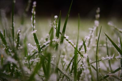 Close-up of water drops on grass