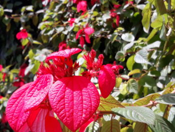 Close-up of red hibiscus blooming outdoors