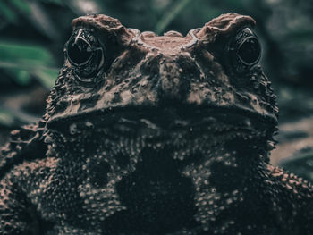 Close-up portrait of a lizard