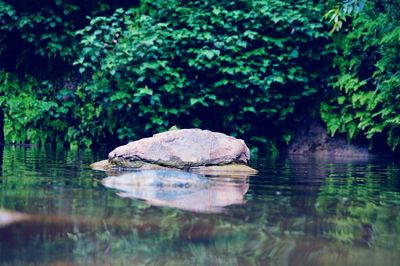 Reflection of trees in water