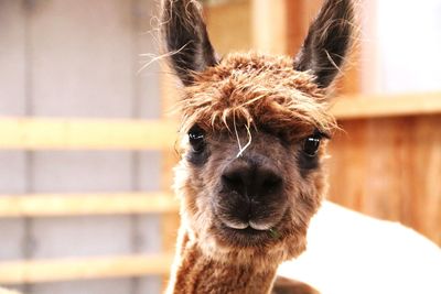 Close-up portrait of an alpaca 