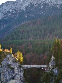 High angle view of bridge over trees in forest