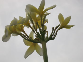 Close-up of fresh green tree against sky