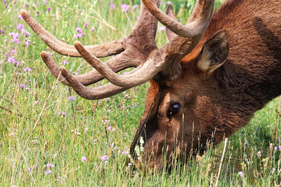 Closeup of a bull elk head eating grass.