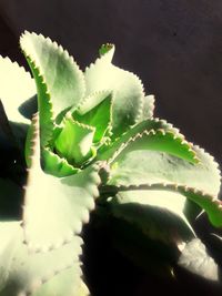 Close-up of succulent plant