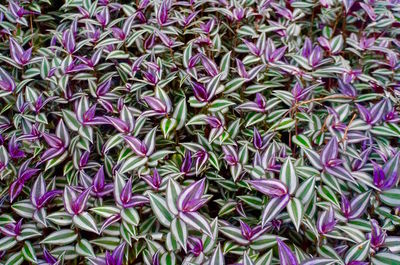 Full frame shot of purple flowers