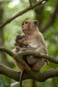 Monkey sitting on branch