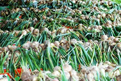 Close-up of fresh green vegetables for sale at market