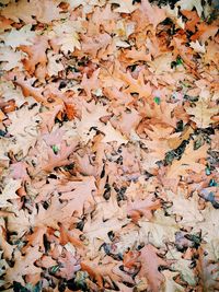 Full frame shot of maple leaves