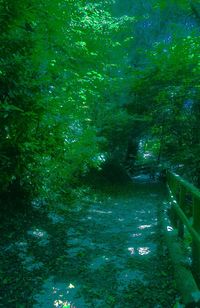 View of trees in forest