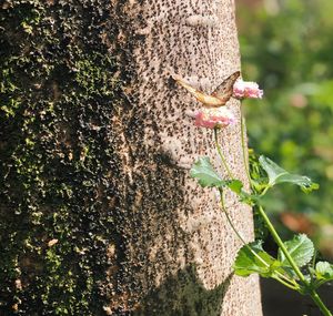 Close-up of insect on tree trunk